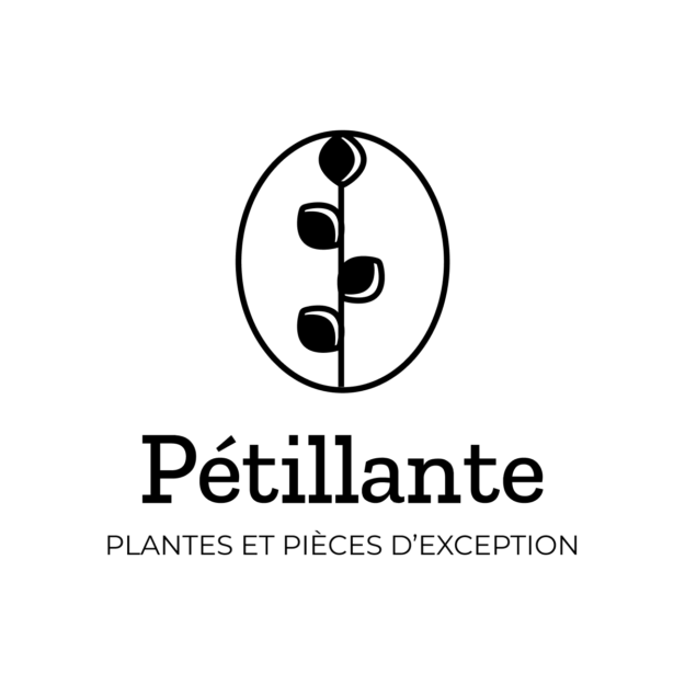 Pétillante - Plantes et Vintage